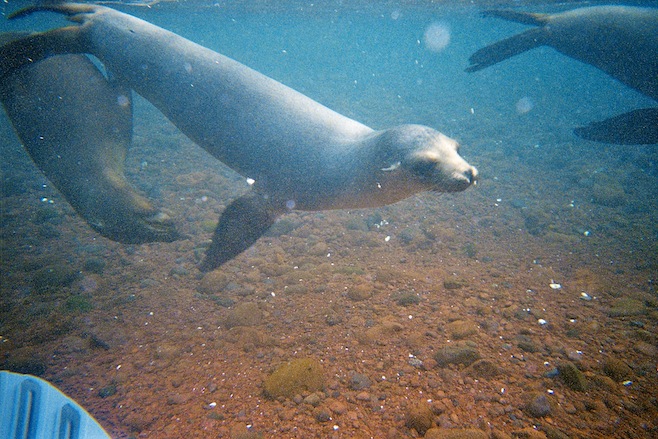 Gal Sea Lion Group
